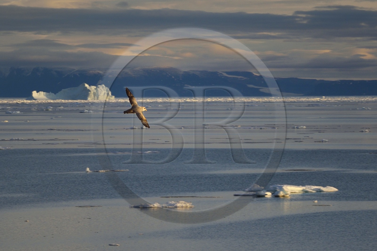Groenland, cote Nord-Ouest, Smith sound, Fulmar boréal (Fulmarus glacialis) survolant la banquise en train de fondre
