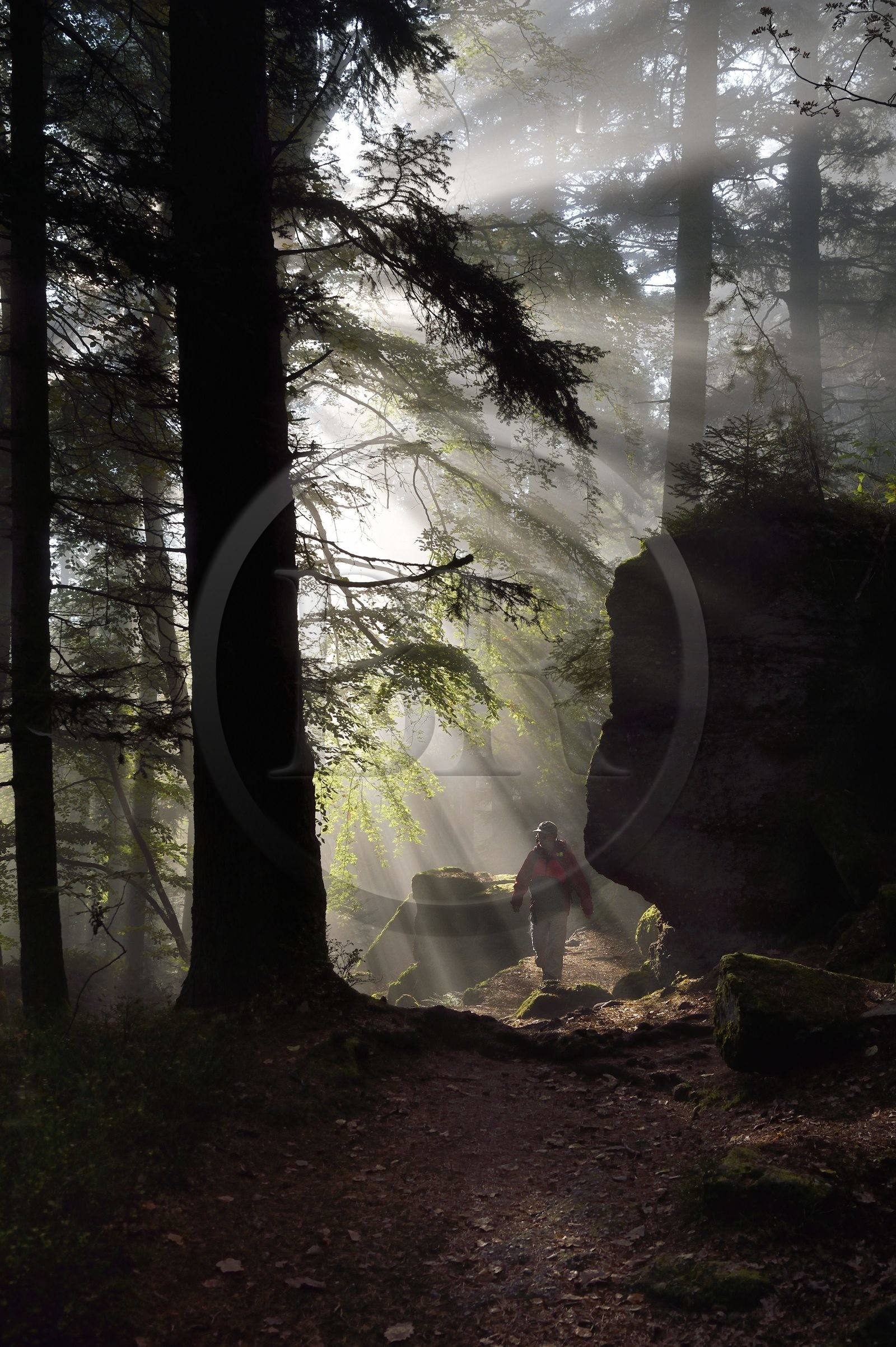 France, Bas-Rhin (67), Mont Saint-Odile, randonnée le long du Mur Païen, vestige d'un mur d'enceinte probablement de l'époque mérovingienne d'une longueur totale de onze kilomètres, lever de soleil dans la brume du petit matin