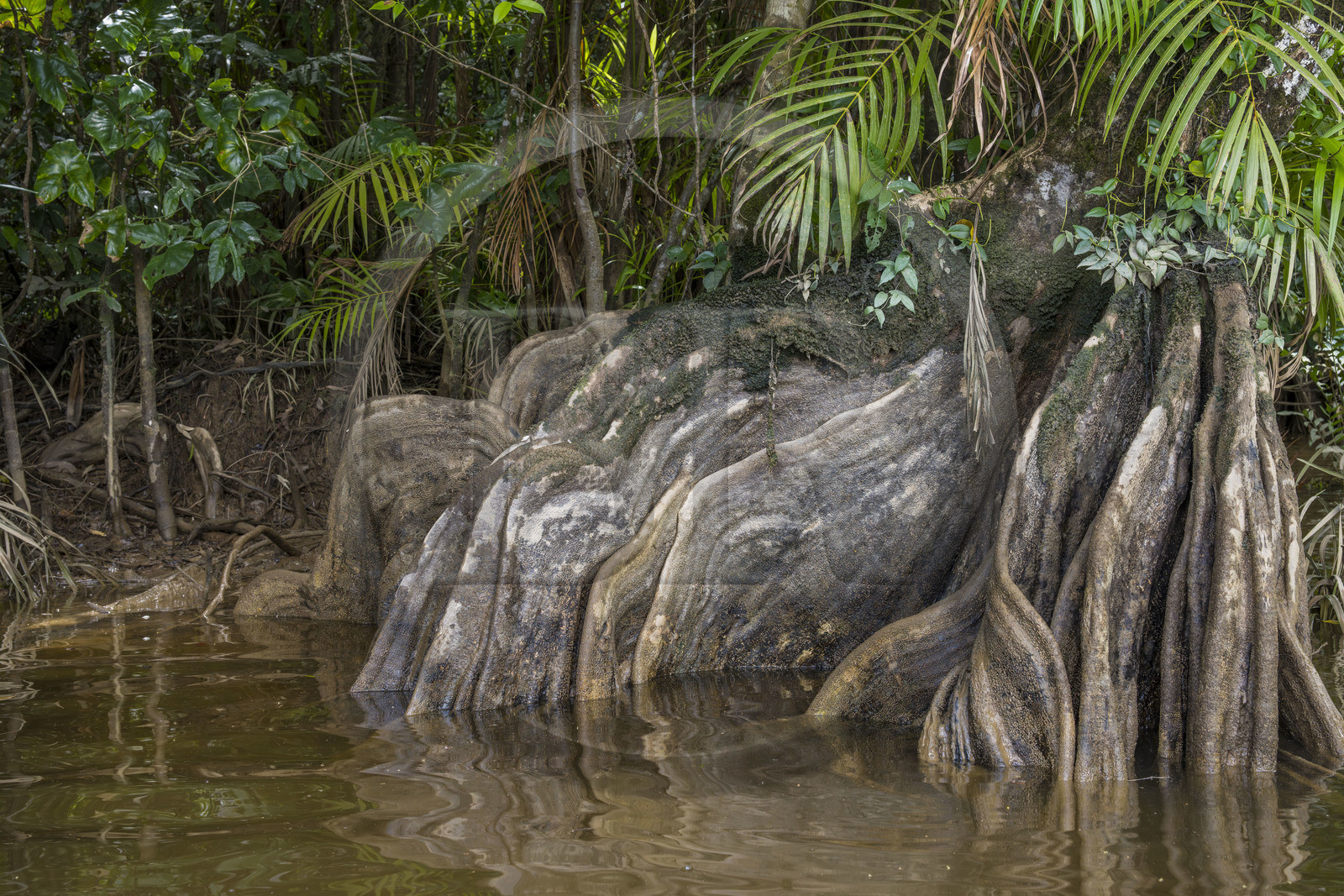 France, Guyane, Kourou, camp Maripas dans la forêt tropicale, Pterocarpus officinalis aux grands contreforts ondulés ou moutouchi-marécage en créole guyanais dans une crique, petite rivière, affluent du fleuve Kourou