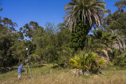 France, Alpes-Maritimes, Antibes, The Botanical Garden of Villa Thuret (attached to INRAE), labeled Jardin Remarquable (Outstanding Garden) and Remarkable Tree, recording and playback of scientific data from sensors attached to trees in the field