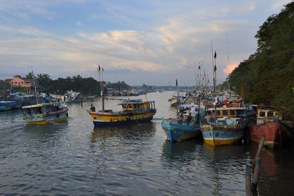 Sri Lanka, Province de l'Ouest, Negombo, retour des bateaux de peche à l'aube