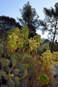 France, Var (83), Rayol-Canadel-sur-Mer, Domaine du Rayol, propriété du conservatoire du littoral mention obligatoire, le jardin des Méditerranées conçu par le paysagiste Gilles Clément, Jardin des Canaries, aeonium arboreum succulente des canaries