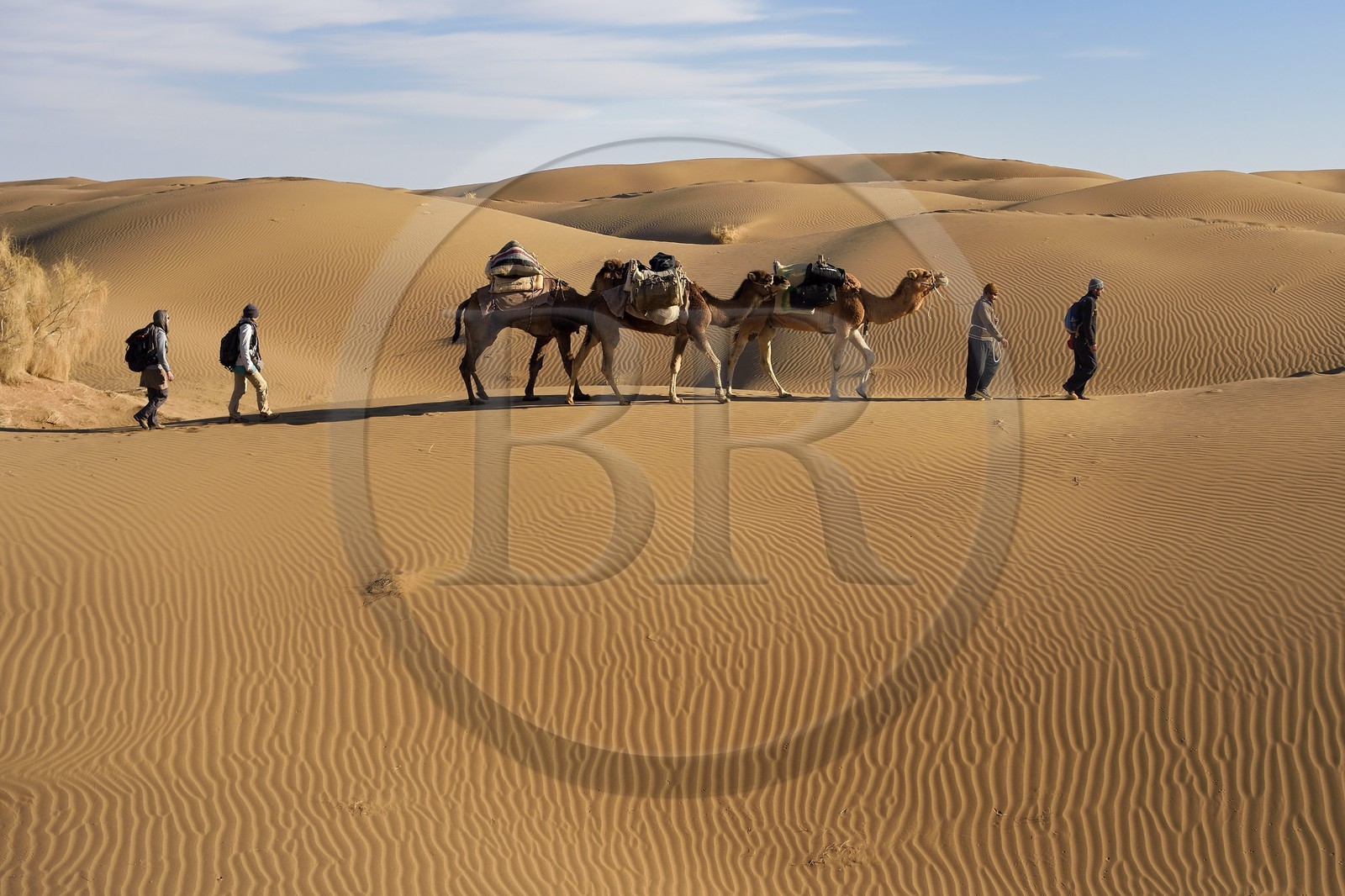 Iran, Province d'Ispahan, désert du Dasht-e Kavir, Mesr dans la région de Khur et Biabanak, caravane de dromadaires dans les dunes du lieu dit de Kuh e-Sefid lors d'une randonnée chamelière