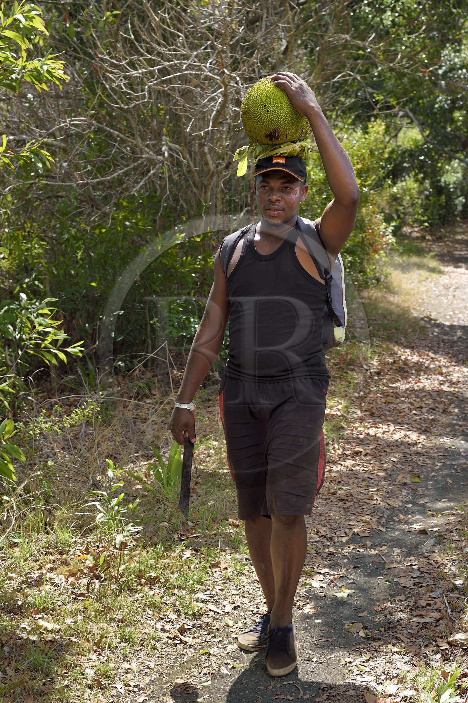 France, Ile de Mayotte, Grande-Terre, M'Tsamoudou, pointe de Saziley, homme marchant avec un fruit du Jaquier sur sa tête