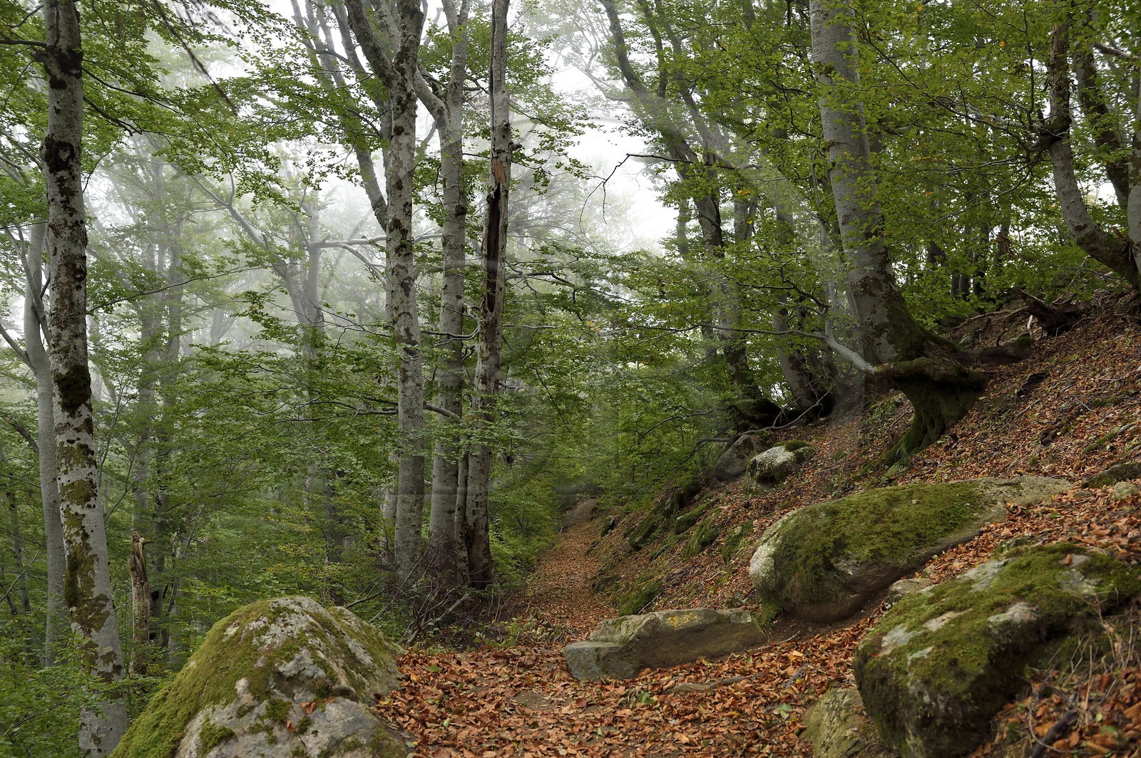 France, Haute-Corse (2B), Vivario, GR 20, étape entre le refuge de l'Onda et Vizzavona, foret de Vizzavona