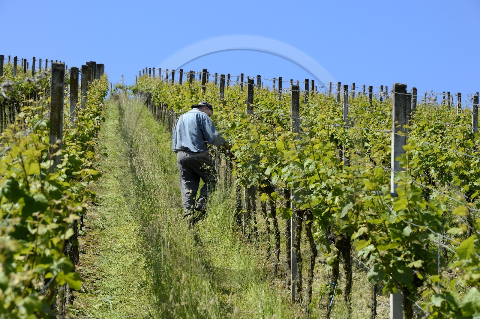 Allemagne, Bade-Wurtemberg, le vignoble à Durbach, entretien des vignes