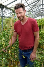 France, Var, Bormes les Mimosas, the nurseryman Julien Cavatore, specialist mimosa producer