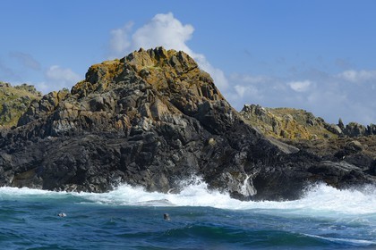 France, Cotes-d'Armor, Perros-Guirec, Tome island, grey seal (Halichoerus grypus)