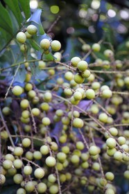 France, Ile de la Reunion, Bérive les Hauts, domaine Isautier Bérive dans les hauts de Saint-Pierre, longane ou longani (Dimocarpus longan) fruits du longanier