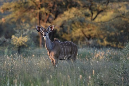 Namibia, Khomas region, north of Windhoek, Okapuka Ranch, greater kudu (Tragelaphus strepsiceros) in the tall grass