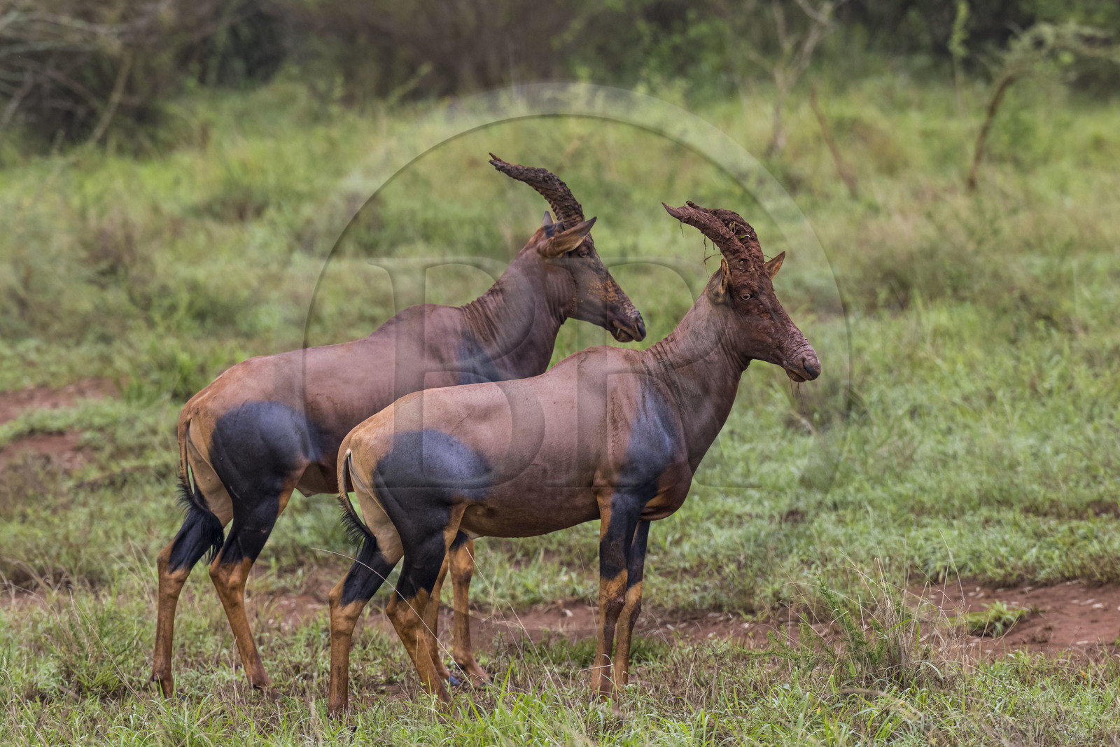 Rwanda, Parc national de l'Akagera, antilope Topi (Damaliscus korrigum)