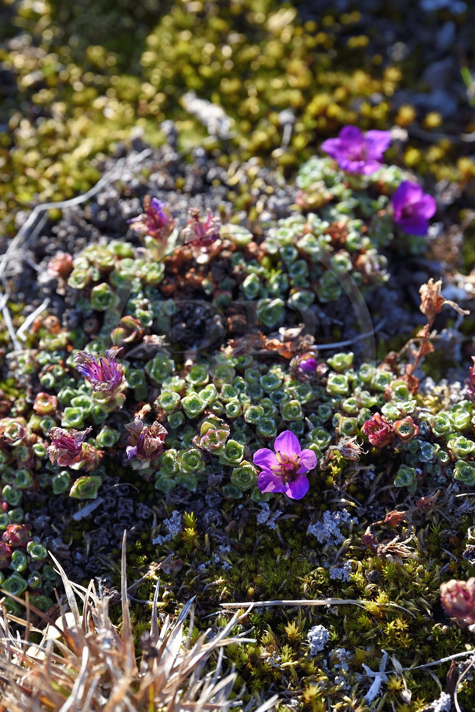 Groenland, cote Nord-Ouest, Smith sound au nord de la baie de Baffin, Inglefield Land, site de Etah dans le Foulke fjord, dans la toundra pendant la courte période annuelle de floraison les plantes sont très colorées pour attirer les insectes pollinisateurs, Saxifrage à feuilles opposées (Saxifraga oppositifolia)