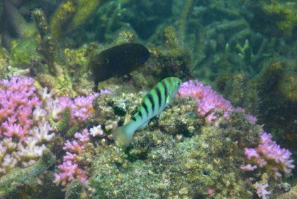 France, île de la Réunion, le récif corallien du lagon de la plage de Saint-Gilles et de l'Ermitage (vue sous-marine)