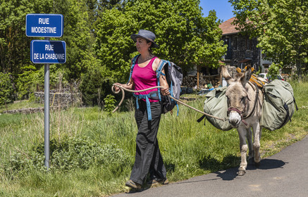 France, Haute-Loire (43), hiking with a donkey on the Robert Louis Stevenson Trail (GR 70) between Le Monastier-sur-Gazeille and Saint-Martin-de-Fugères, Modestine was Stevenson's donkey