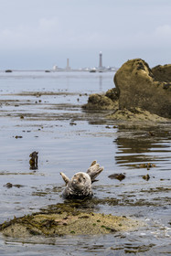 France, Finistère, Penmarch, Étocs archipelago, gray seal (halichoerus grypus), the Eckmuhl lighthouse on Pointe de Penmarch in the background