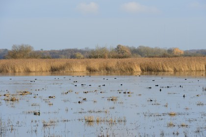 France, Indre, Berry, Parc Naturel Regional de la Brenne (Natural Regional Park of La Brenne), La Touche pond, ducks
