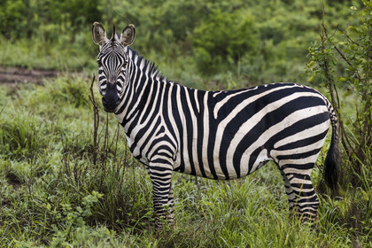 Rwanda, Parc national de l'Akagera, zèbre des plaines (Equus quagga)