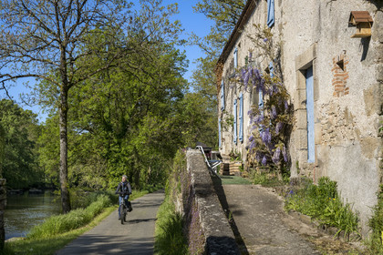 France, Vendee, Mortagne sur Sèvre, cycling tour in the Sèvre Nantaise river valley passing in front of the former moulin de la Garde