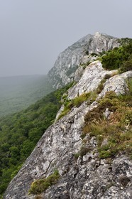 France, Var, Plan d'Aups Sainte Baume, Sainte-Baume Regional Nature Park, Sainte-Baume Massif, top of the cliff overlooking the relict forest and the chapel of Saint-Pilon in the background