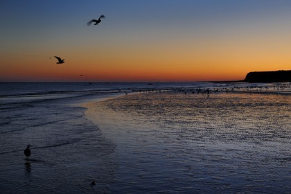 France, Seine-Maritime, Veules-les-Roses, seagulls on the beach and the cliffs at dawn