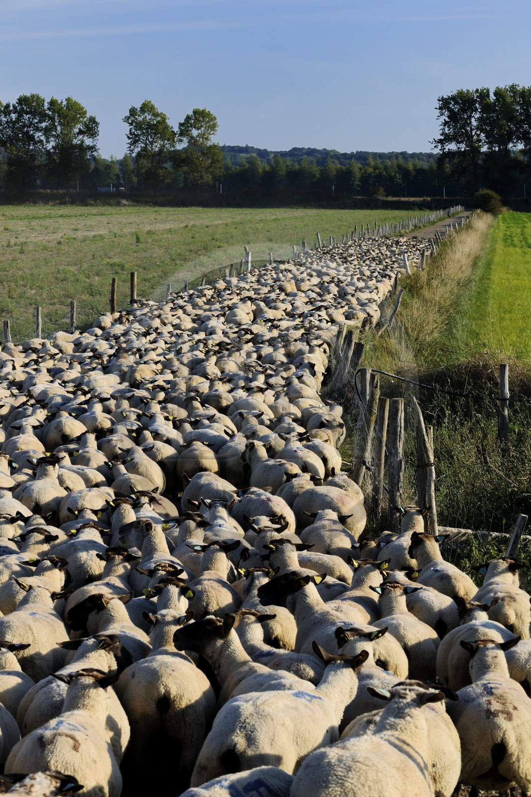 France, Ille et Vilaine, flock of salt marshes sheeps of the Mont Saint Michel