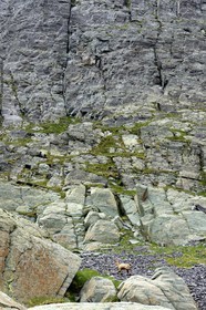 France, Alpes-Maritimes, parc national du Mercantour (Mercantour National Park), the Vallee des Merveilles (Valley of Wonders) towards the Pas de l'Arpette (Arpette pass), chamois