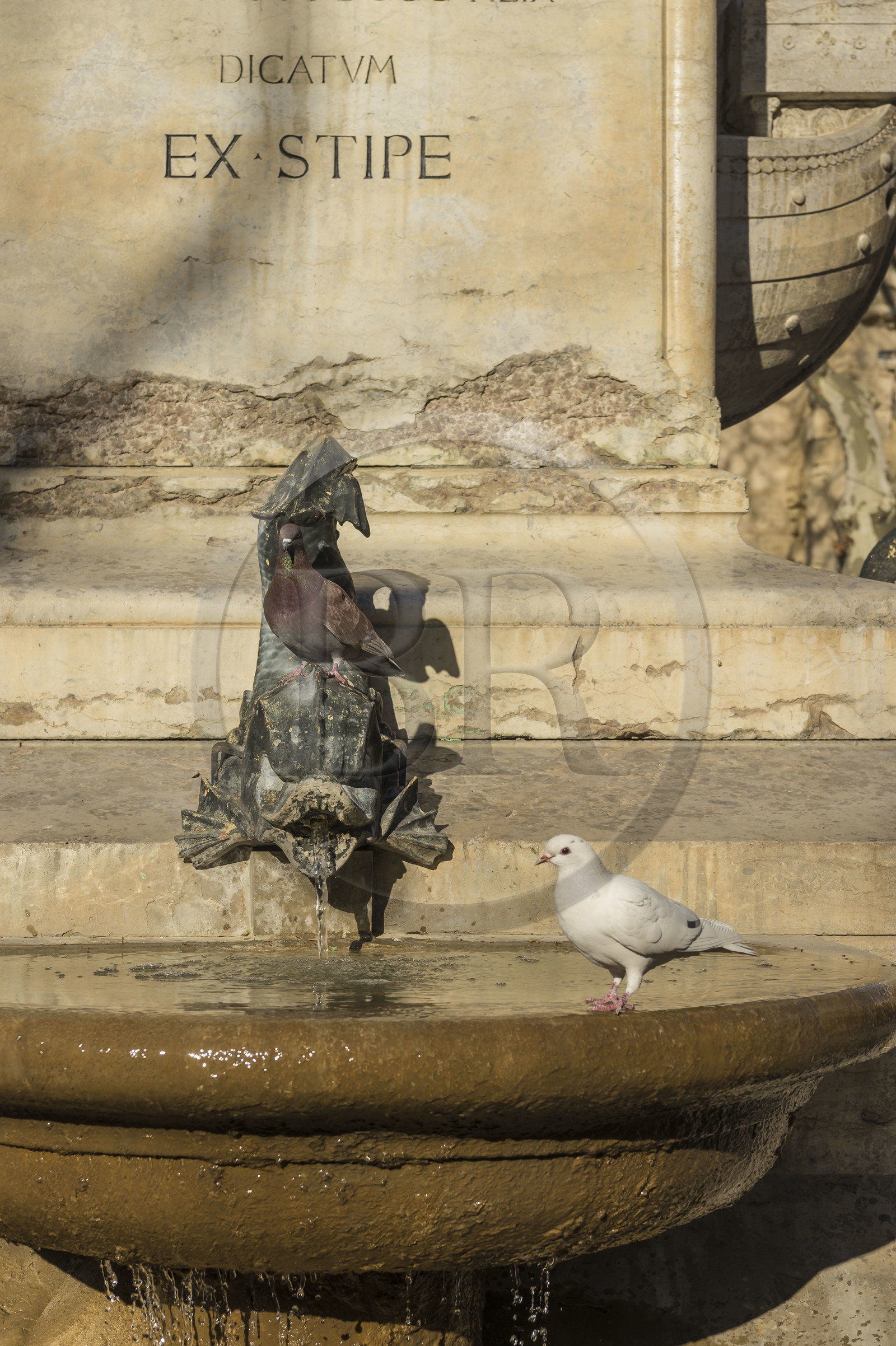 France, Gard (30), Aigues-Mortes, pigeons buvant de l'eau de la fontaine de la place Saint-Louis