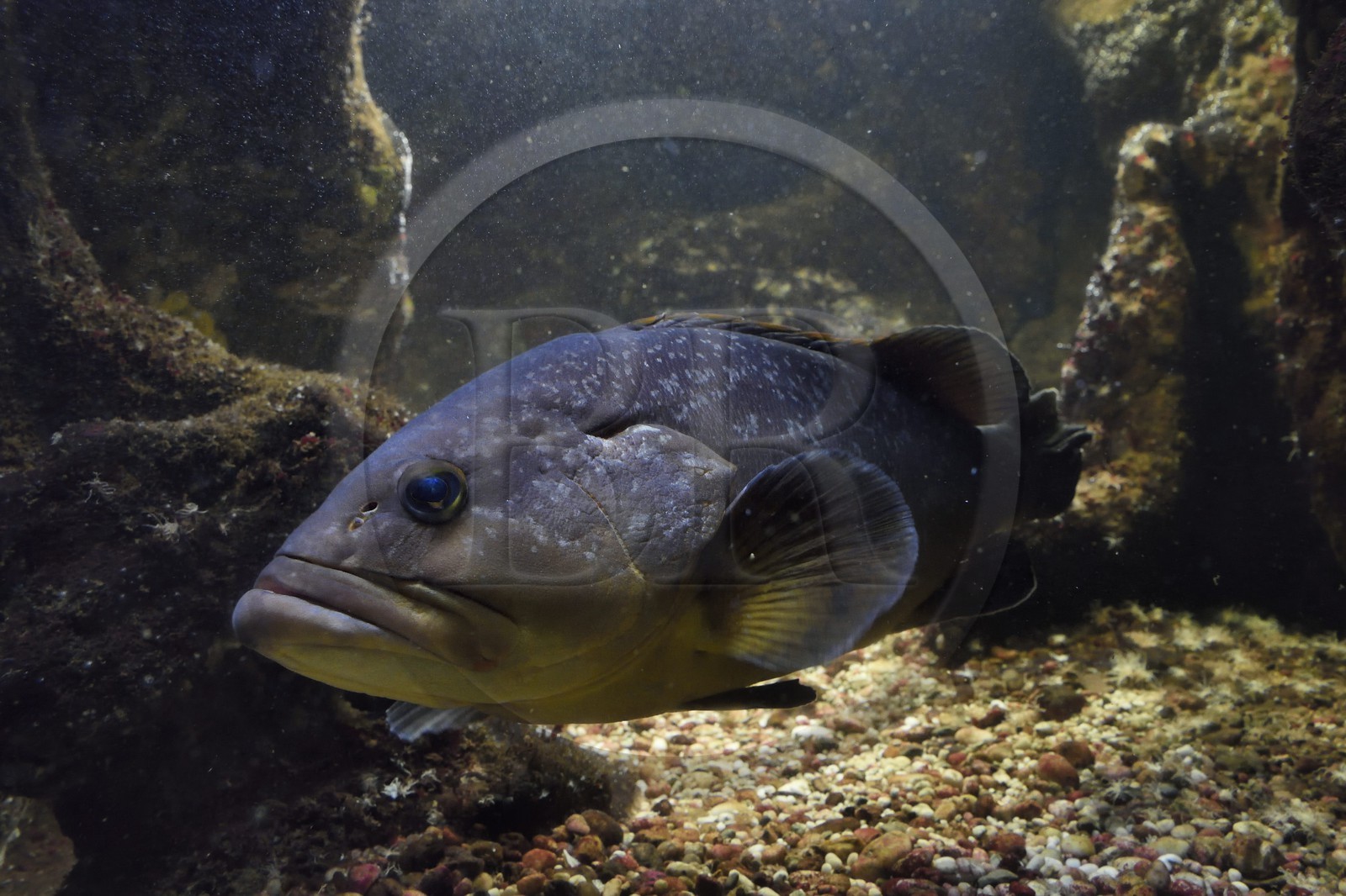France, Var (83), Ile des Embiez, l'institut océanographique Paul Ricard, mérou brun (Epinephelus marginatus)
