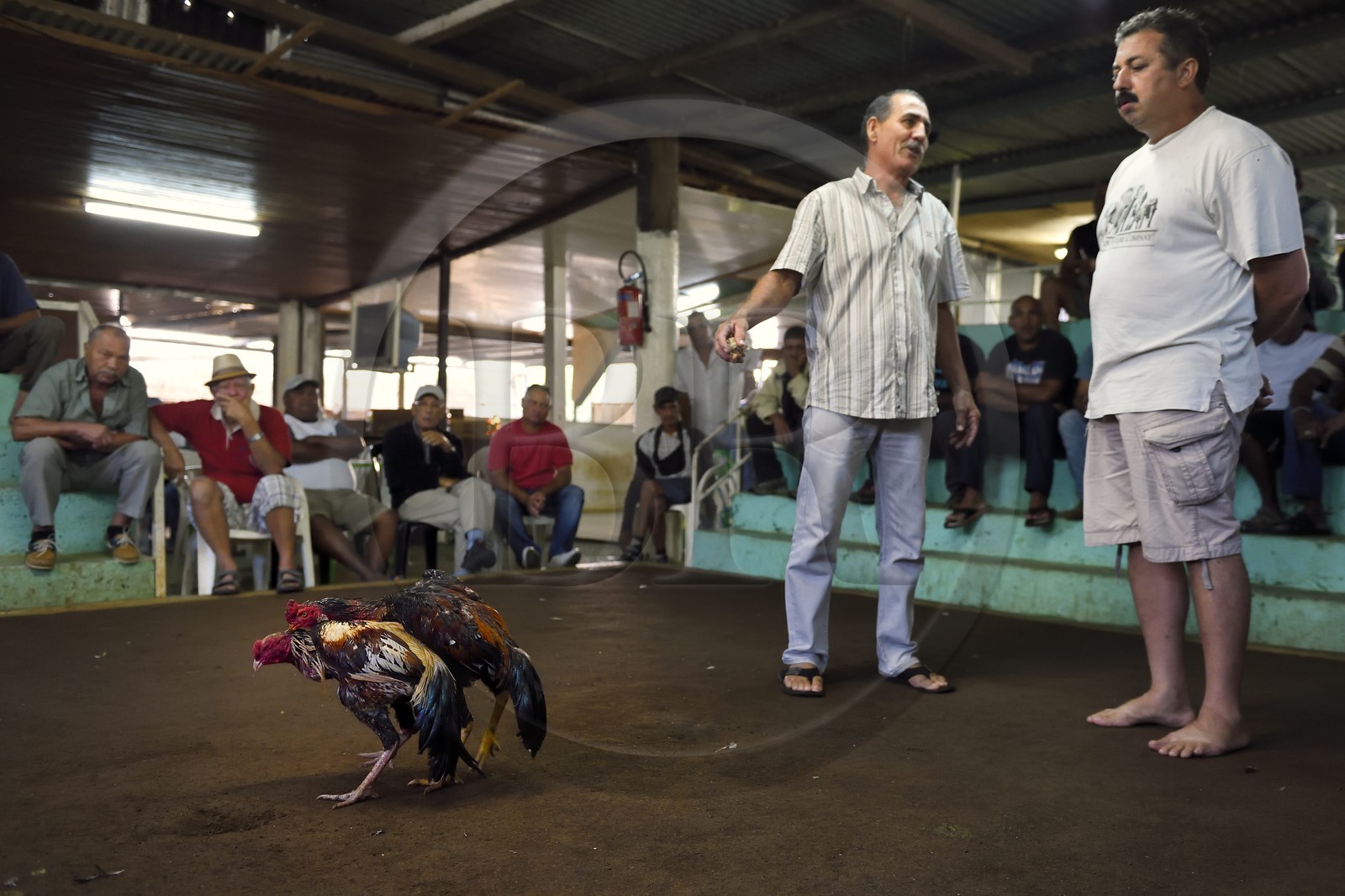 France, Ile de la Reunion, Petit Tampon, combat de coqs dans le Rond de Coq
