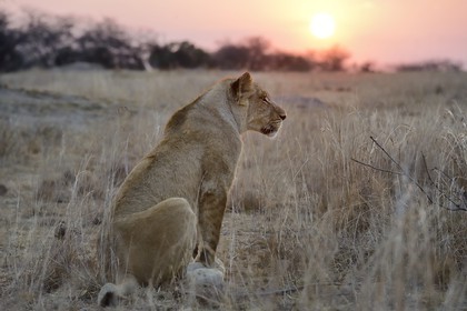 Zimbabwe, province des Midlands, Gweru, Antelope Park qui abrite ALERT (African Lion and Environmental Research Trust), jeune lionne (panthera leo)