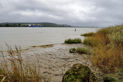 France, Seine-Maritime (76), Réserve Naturelle de l'estuaire de la Seine, porte-conteneurs descendant la Seine depuis Rouen, la roselière en premier plan