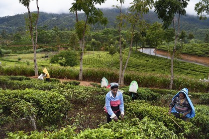 Sri Lanka, Uva Province, Bandarawela, Tamil woman picking tea leaves in a tea plantation