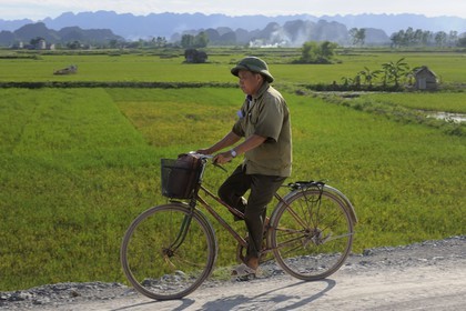 Vietnam, Ninh Binh province, cyclist in front of ricefields
