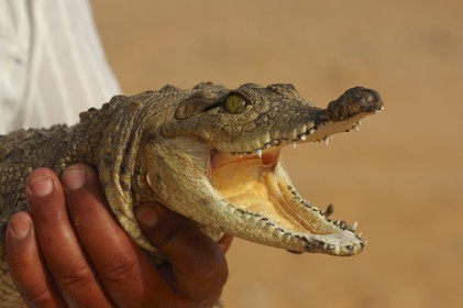 Egypt, Upper Egypt, Lake Nasser, Amada Temples site, young Nile crocodile