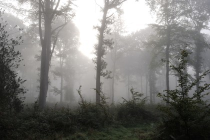 France, Seine-Maritime, forest in the mist around Saint-Martin-de-Boscherville