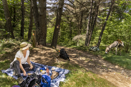 France, Lozere, Langogne, picnic between Langogne and Saint-Flour-de-Mercoire during the hiking with a donkey on the Stevenson trail (GR 70)
