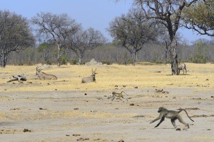 Zimbabwe, Matabeleland North Province, Hwange National Park, roan antelope (Hippotragus equinus)