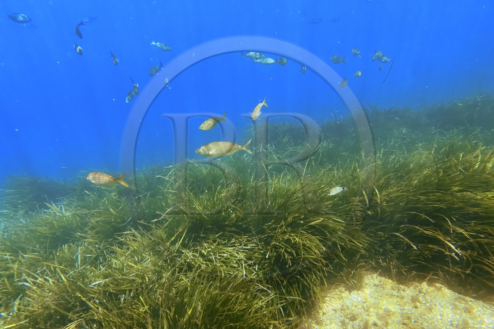 France, Var (83), Rayol-Canadel-sur-Mer, Domaine du Rayol, le jardin des Méditerranées, propriété du conservatoire du littoral mention obligatoire, le sentier marin, herbier de posidonie