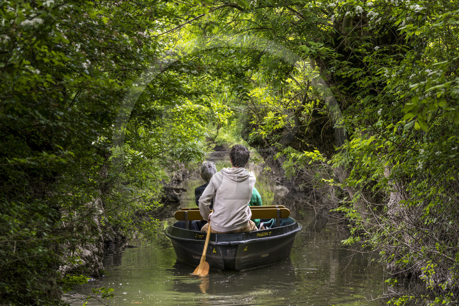 France, Vendée (85), Parc Interrégional du Marais Poitevin labellisé Grand Site de France, Maillezais, batelier effectuant une promenade en barque dans les conches sur les affluents de l'Autise