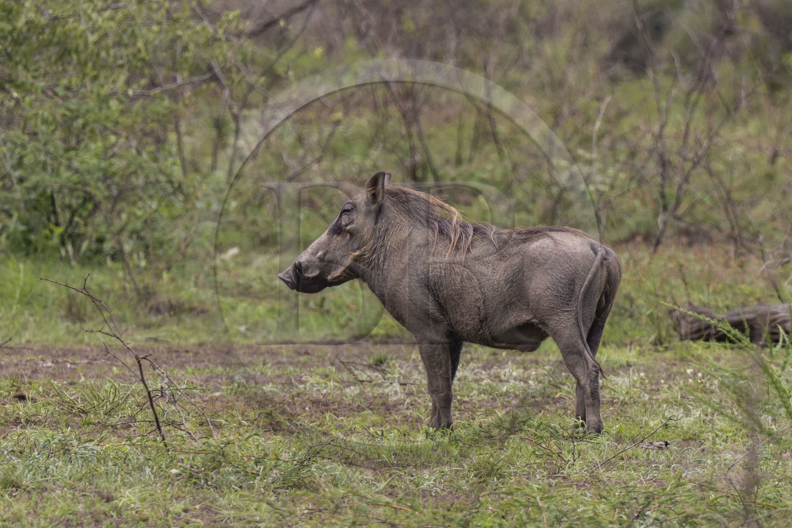 Rwanda, Parc national de l'Akagera, phacochère commun (Phacochoerus africanus)