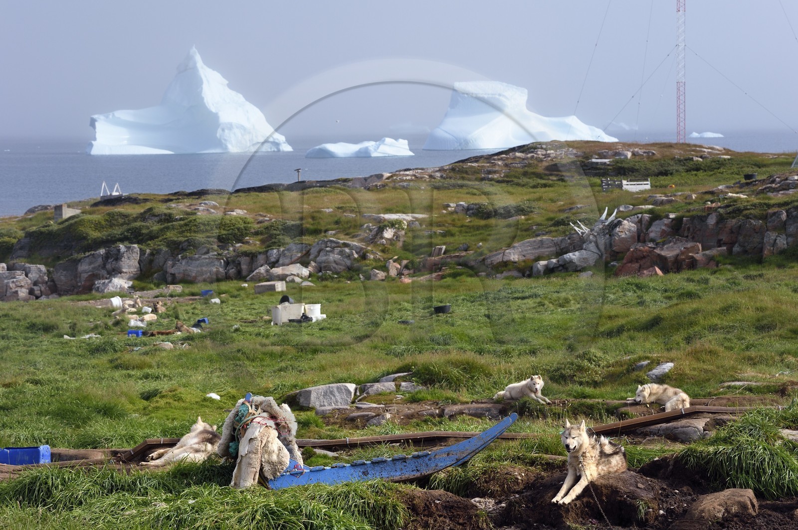 Greenland, west coast, Disko Island, Qeqertarsuaq, sled dogs and icebergs in the background