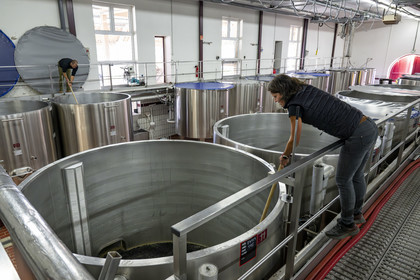France, Côte-d'Or (21), les climats de Bourgogne classés Patrimoine Mondial de l'UNESCO, Beaune, Cuverie des Hospices de Beaune, mise en cuves thermorégulées du raisin après le tri et l'éraflage sous le controle actif de la régisseur et vinificatrice des Hospices de Beaune Ludivine Griveau