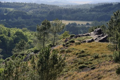 France, Morbihan, forest of Broceliande, Trehorenteuc, heath in the Val sans retour (Valley of No Return)