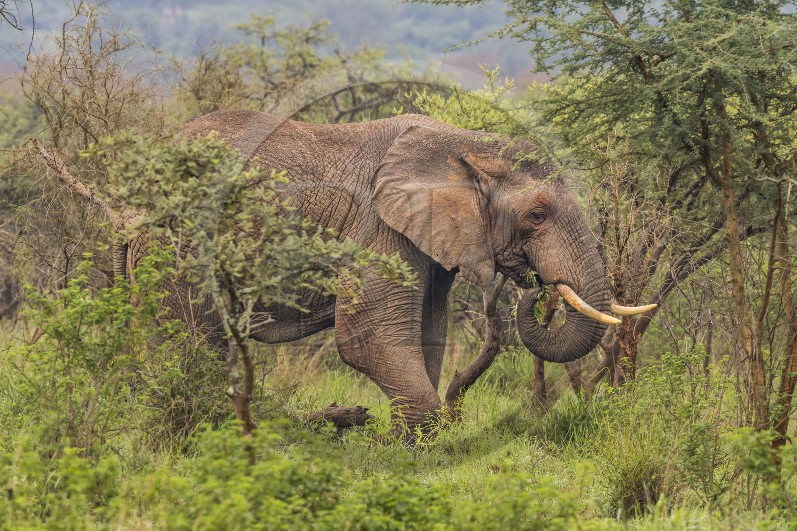 Rwanda, Parc national de l'Akagera, Eléphant de savane (Loxodonta africana)