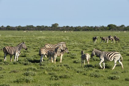 Namibie, région de Oshikoto, Parc National d'Etosha, zèbres de Burchell (Equus burchellii)