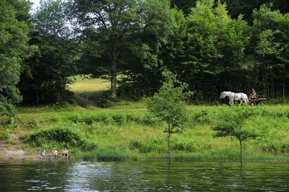 France, Nièvre (58), lac de Pannecière, Alain Perruchot agriculteur et éleveur de chevaux au commande de son attelage