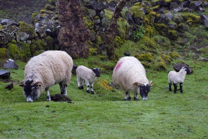 Royaume-Uni, Ecosse, région des Highlands, les Hébrides, Ile de Skye, Uig, le Fairy Glen (vallée féérique) du côté ouest de Trotternish à Balnacnoc