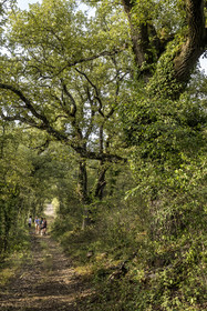 France, Var (83), Provence Verte, Bras, Académie du Bain de Forêt Provençale, forêt du domaine Le Peyrourier - une campagne en Provence