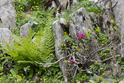 France, Alpes-Maritimes, Parc National du Mercantour (Mercantour national park), Haute Vesubie, Saint Martin Vesubie, Val du Haut Boréon, Rhododendron ferrugineux