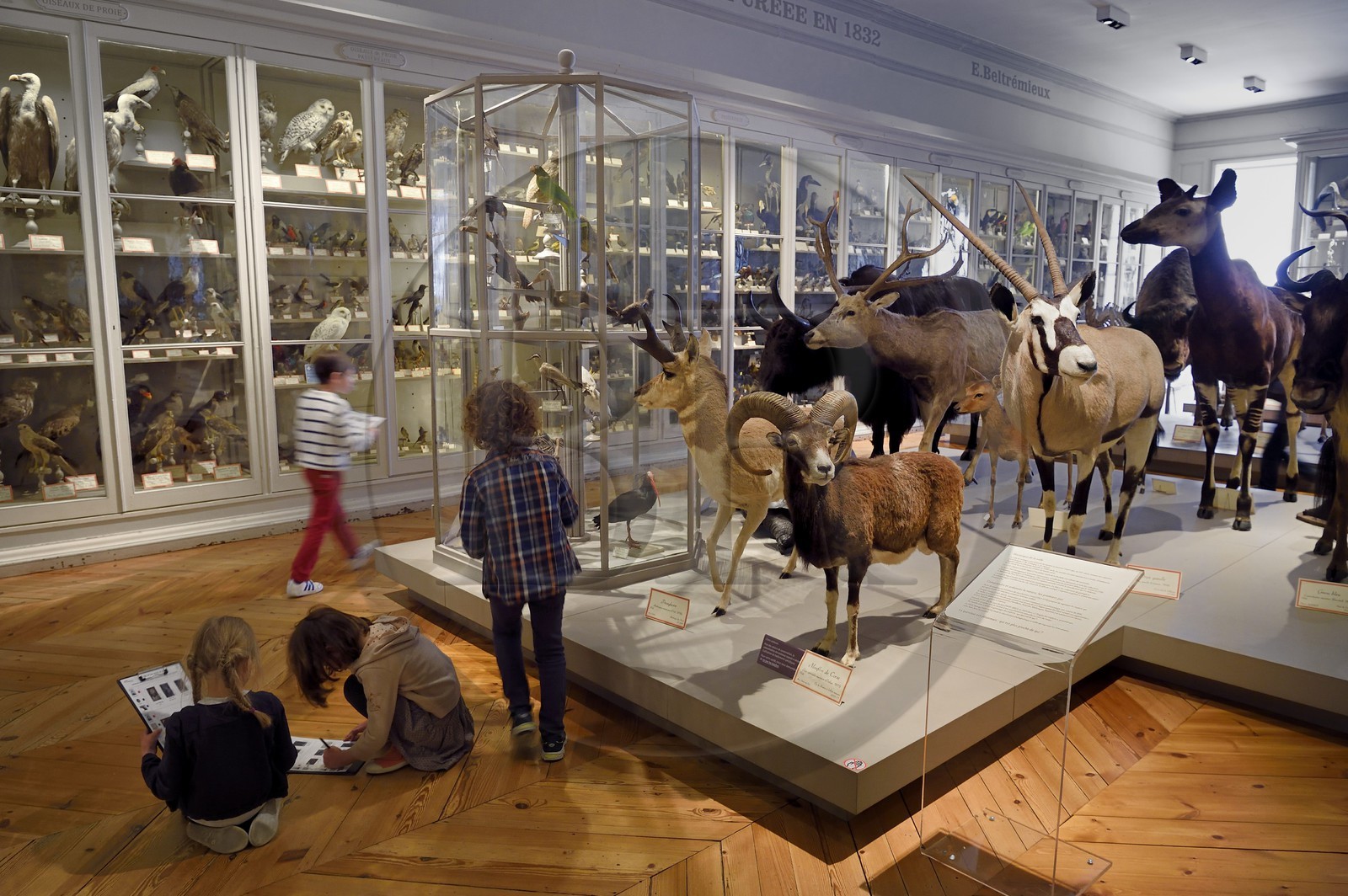 France, Charente-Maritime, La Rochelle, the Muséum d'histoire naturelle (natural history museum or museum Lafaille), zoology gallery